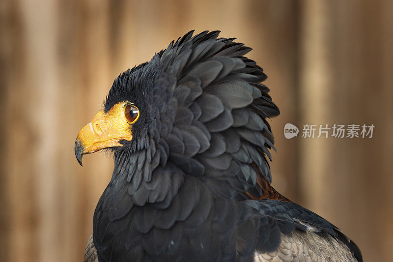 Bateleur (terathopius ecaudatus)的特写